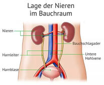 Grafik zur Lage der Nieren